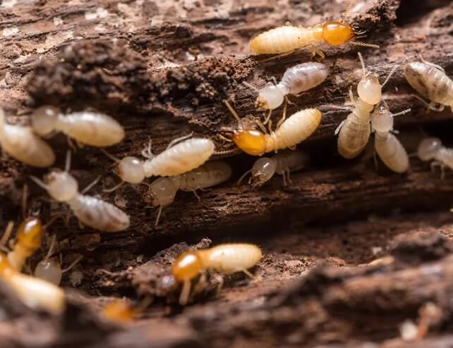 Termite Treatment Services in Point Cook